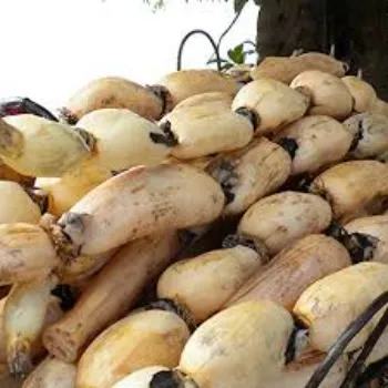 Fresh Lotus Root